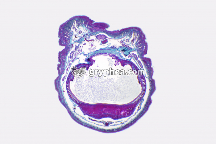 Lombric CT x7 - gryphea.org